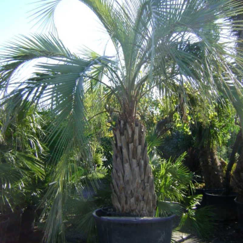 Création de jardin à Agde et dans l’Hérault