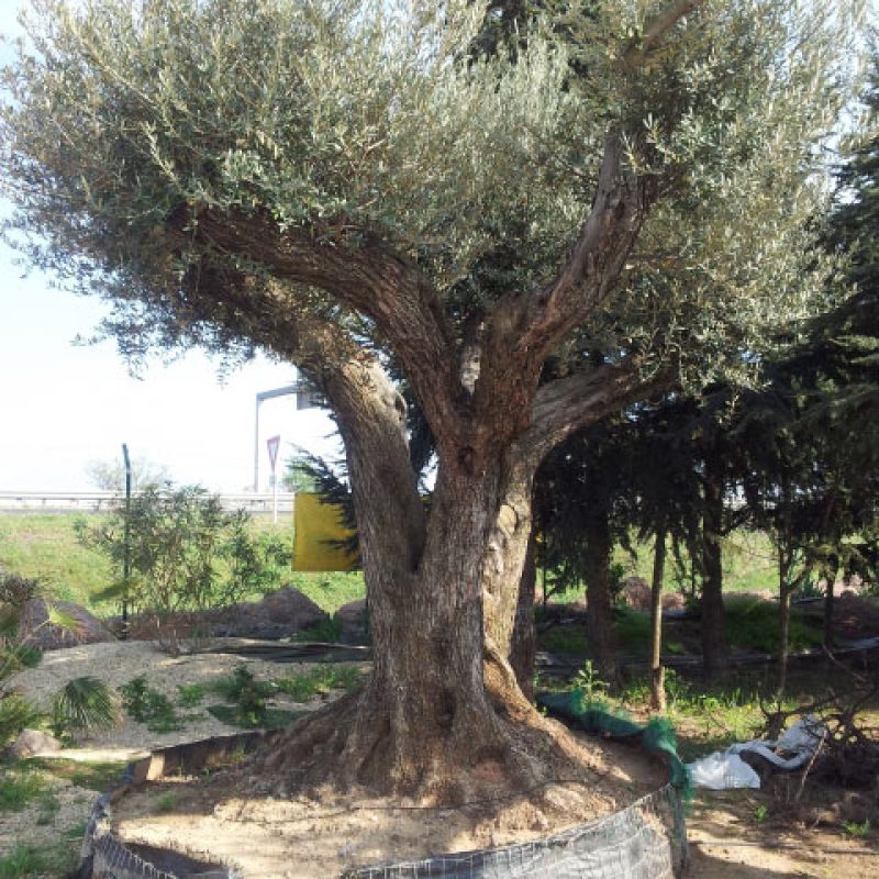 Création de jardin à Agde et dans l’Hérault