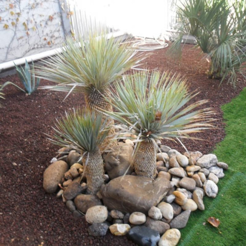 Création de jardin à Agde et dans l’Hérault